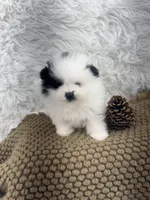 AKC Aaron, a male Pomeranian for sale in Byron, GA – Photo 8 of 8