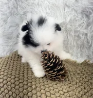 AKC Aaron, a male Pomeranian for sale in Byron, GA – Photo 4 of 8