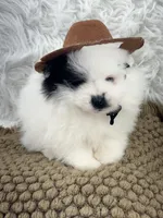 AKC Aaron, a male Pomeranian for sale in Byron, GA – Photo 2 of 8