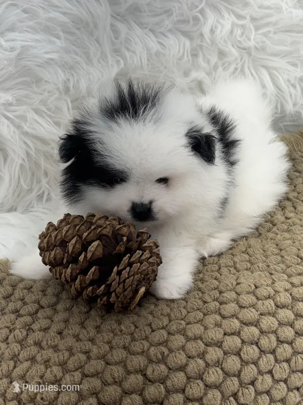 AKC Aaron – Pomeranian puppy for sale in Byron, GA