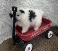 AKC Aaron, a male Pomeranian for sale in Byron, GA – Photo 3 of 8