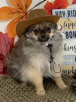 AKC Teddy, a male Pomeranian for sale in Byron, GA – 4 of 9