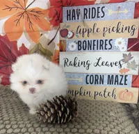 AKC June, a female Pomeranian for sale in Byron, GA – 2 of 10