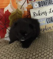 AKC Cole, a male Pomeranian for sale in Byron, GA – 3 of 10