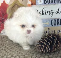 AKC June, a female Pomeranian for sale in Byron, GA – 5 of 10