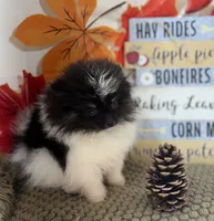 AKC Daisy, a female Pomeranian for sale in Byron, GA – 1 of 9
