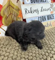 AKC Pink, a female Pomeranian for sale in Byron, GA – 4 of 6