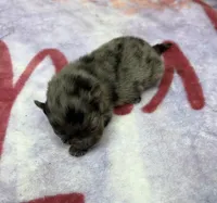 AKC Sprinkles, a female Pomeranian for sale in Byron, GA – 2 of 4
