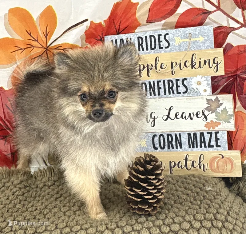 AKC Teddy – Pomeranian puppy for sale in Byron, GA