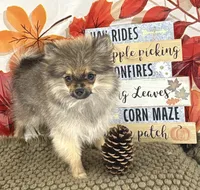 AKC Teddy, a male Pomeranian for sale in Byron, GA – 1 of 9