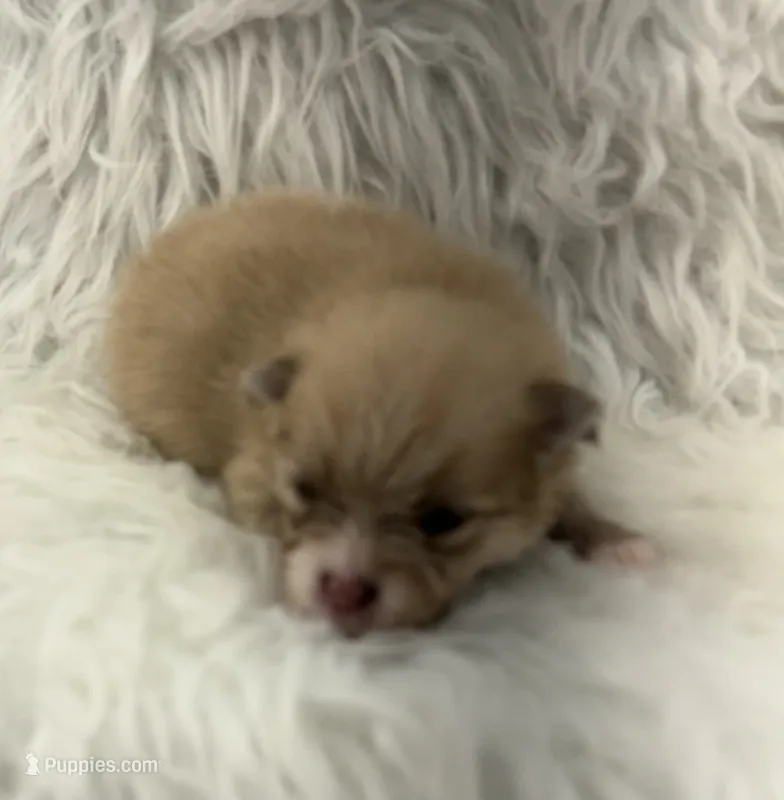 AKC  Luke – Pomeranian puppy for sale in Byron, GA