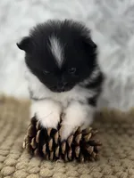 AKC Sammy, a male Pomeranian for sale in Byron, GA – 3 of 4