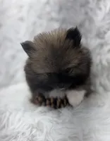 CKC Charlie, a male Pomeranian for sale in Byron, GA – 2 of 8