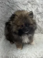CKC Charlie, a male Pomeranian for sale in Byron, GA – 2 of 10