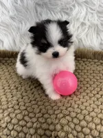 AKC Ella, a female Pomeranian for sale in Byron, GA – 6 of 9