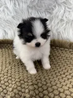 AKC Ella, a female Pomeranian for sale in Byron, GA – 8 of 9