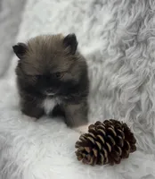 CKC Charlie, a male Pomeranian for sale in Byron, GA – 4 of 8