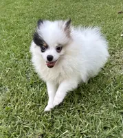 ALC Sinclair , a male Pomeranian for sale in Byron, GA – 8 of 10