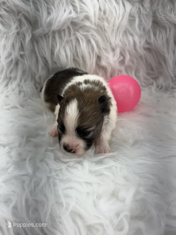 ALC Lucy – Pomeranian puppy for sale in Byron, GA