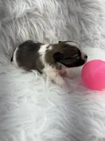 ALC Lucy, a female Pomeranian for sale in Byron, GA – 5 of 8