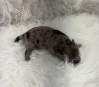 AKC June, a female Pomeranian for sale in Byron, GA – Photo 4 of 5