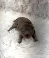 AKC June, a female Pomeranian for sale in Byron, GA – Photo 2 of 5