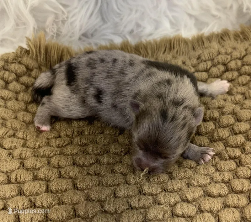 AKC June – Pomeranian puppy for sale in Byron, GA