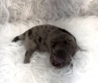 AKC June, a female Pomeranian for sale in Byron, GA – Photo 3 of 5