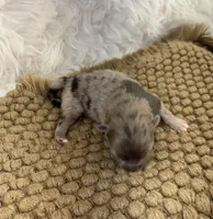 AKC June, a female Pomeranian for sale in Byron, GA – Photo 5 of 5