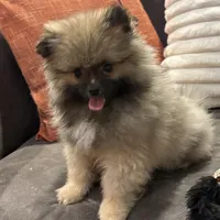 AKC Nick, a male Pomeranian for sale in Byron, GA – Photo 2 of 9