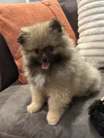 AKC Nick, a male Pomeranian for sale in Byron, GA – Photo 2 of 9