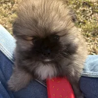 AKC Nick, a male Pomeranian for sale in Byron, GA – Photo 3 of 9
