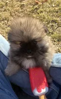 AKC Nick, a male Pomeranian for sale in Byron, GA – Photo 3 of 9