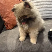 AKC Nick, a male Pomeranian for sale in Byron, GA – Photo 9 of 9