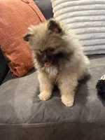 AKC Nick, a male Pomeranian for sale in Byron, GA – Photo 9 of 9