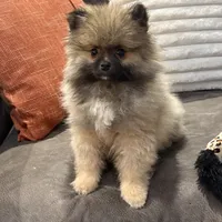 AKC Nick, a male Pomeranian for sale in Byron, GA – Photo 8 of 9