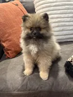 AKC Nick, a male Pomeranian for sale in Byron, GA – Photo 8 of 9