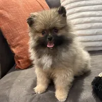 AKC Nick, a male Pomeranian for sale in Byron, GA – Photo 1 of 9