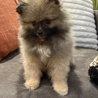 AKC Nick, a male Pomeranian for sale in Byron, GA – Photo 7 of 9