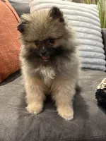 AKC Nick, a male Pomeranian for sale in Byron, GA – Photo 7 of 9