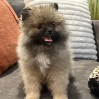 AKC Nick, a male Pomeranian for sale in Byron, GA – Photo 5 of 9