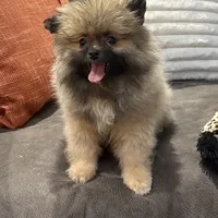 AKC Nick, a male Pomeranian for sale in Byron, GA – Photo 6 of 9