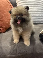 AKC Nick, a male Pomeranian for sale in Byron, GA – Photo 6 of 9