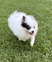 ALC Sinclair , a male Pomeranian for sale in Byron, GA – 5 of 10