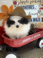 AKC Max, a male Pomeranian for sale in Byron, GA – 6 of 7