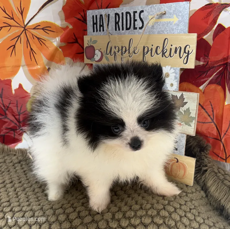 AKC Max – Pomeranian puppy for sale in Byron, GA