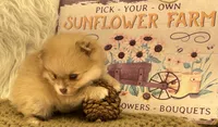 AKC  Luke, a male Pomeranian for sale in Byron, GA – 4 of 6