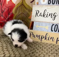 AKC Jamie, a male Pomeranian for sale in Byron, GA – 2 of 5