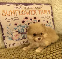 AKC  Luke, a male Pomeranian for sale in Byron, GA – 2 of 6