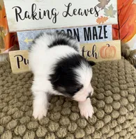 AKC Jamie, a male Pomeranian for sale in Byron, GA – 4 of 5